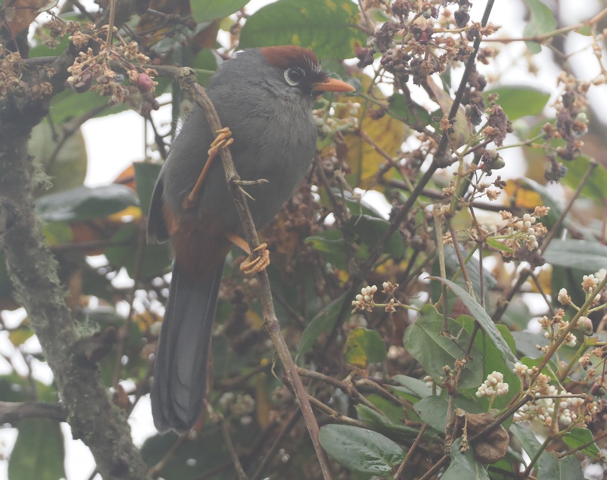 Chestnut-capped Laughingthrush - ML624332954