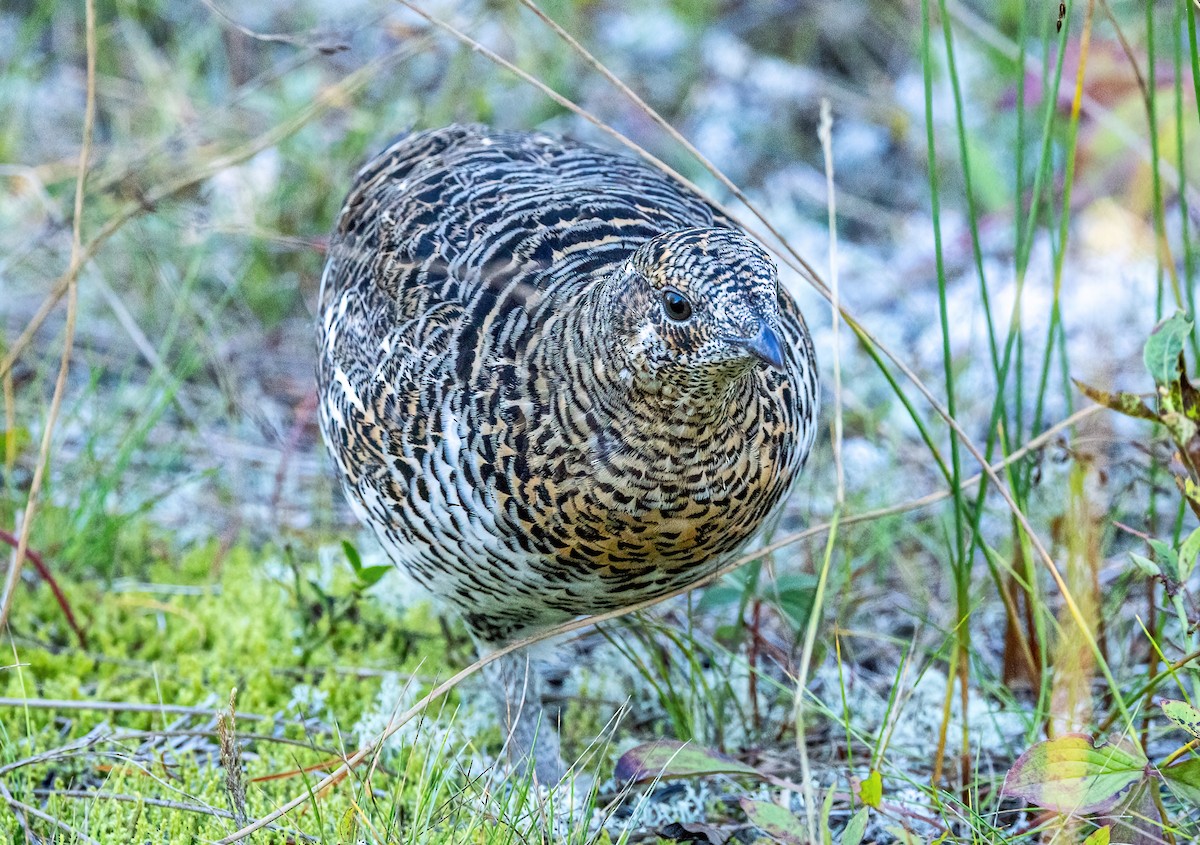 tetřívek kanadský [skupina canadensis] - ML624332971