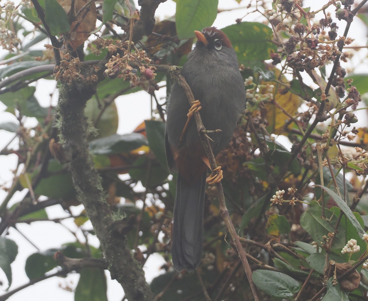 Chestnut-capped Laughingthrush - ML624332973