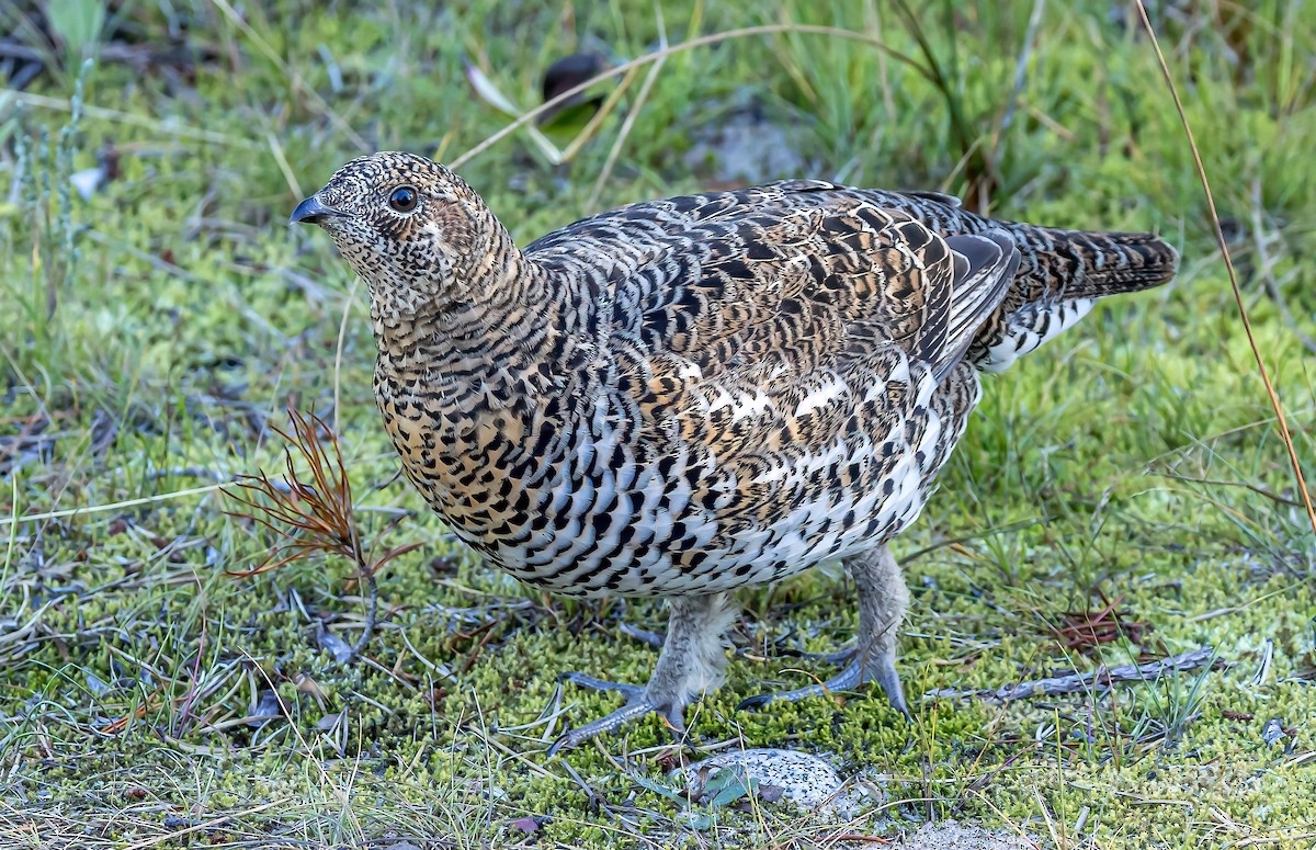 tetřívek kanadský [skupina canadensis] - ML624333022