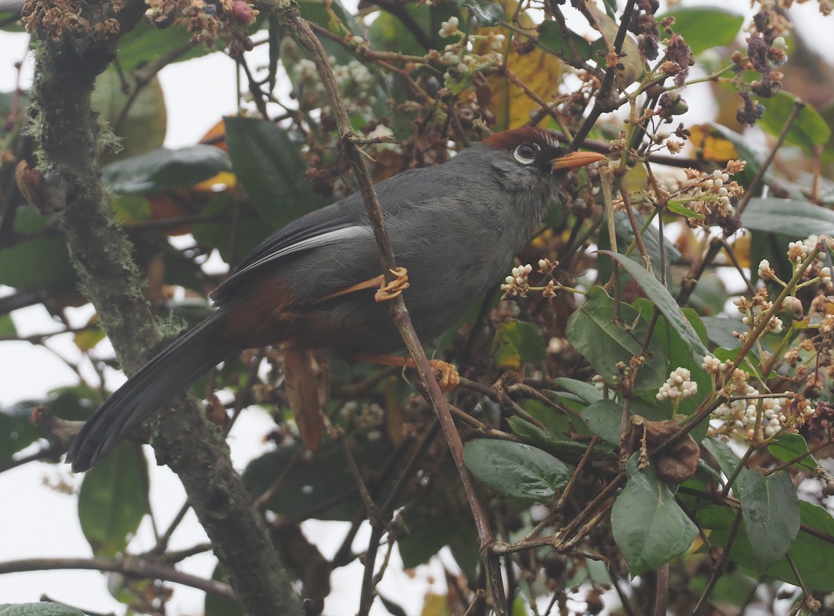 Chestnut-capped Laughingthrush - ML624333066