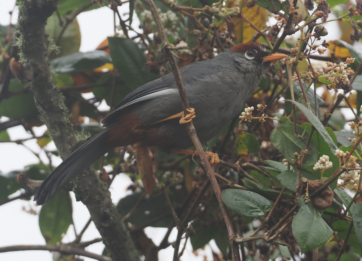 Chestnut-capped Laughingthrush - ML624333077