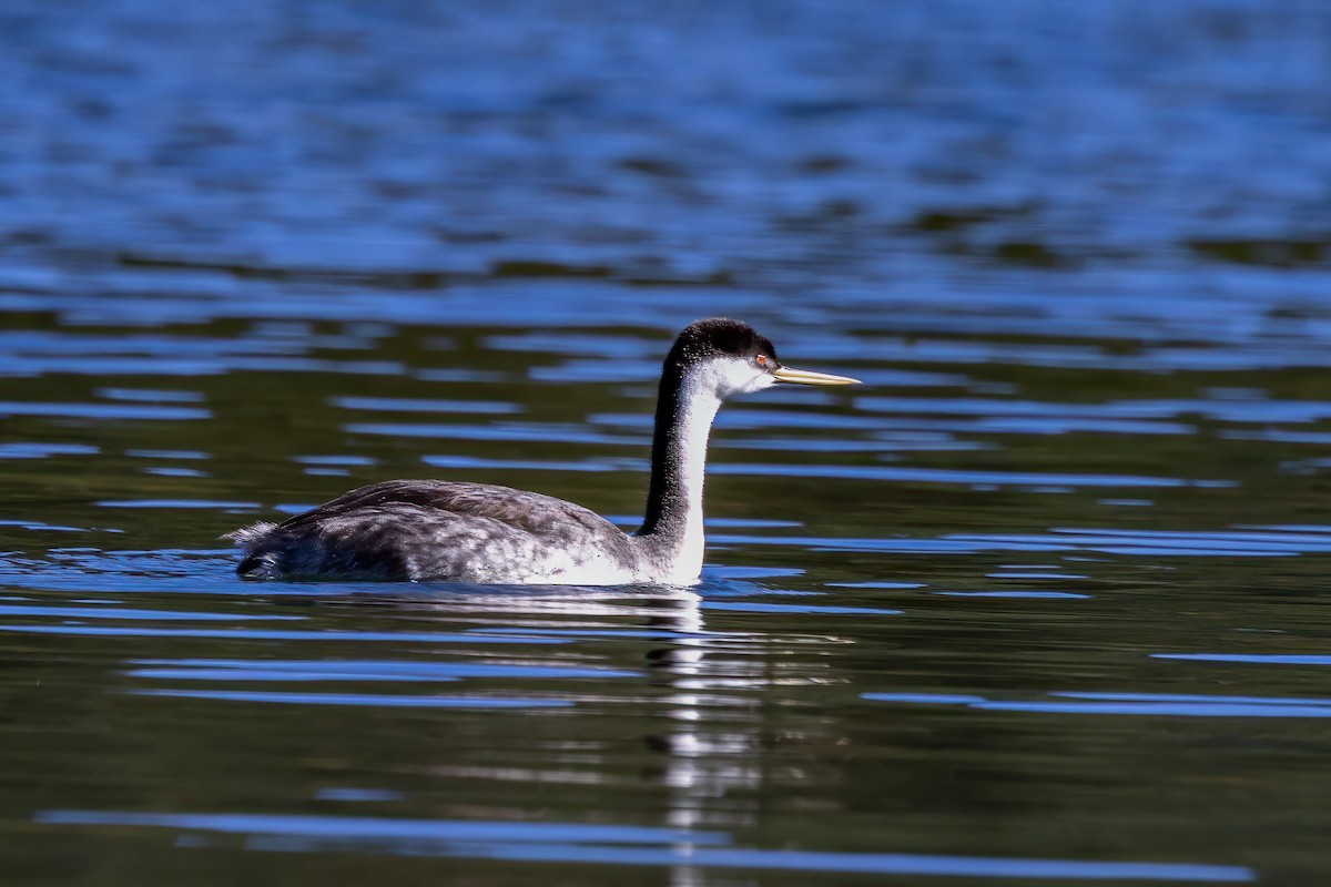 Western Grebe - ML624333083