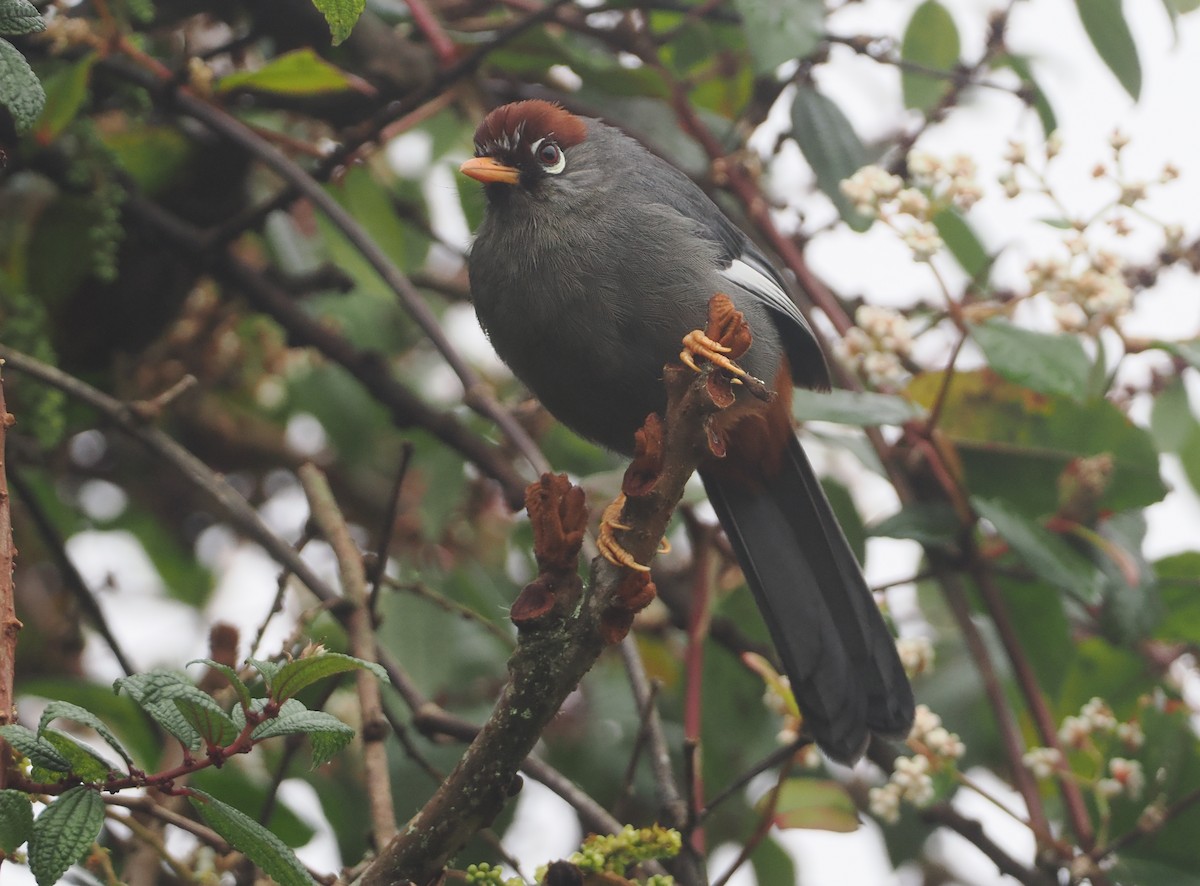 Chestnut-capped Laughingthrush - ML624333085