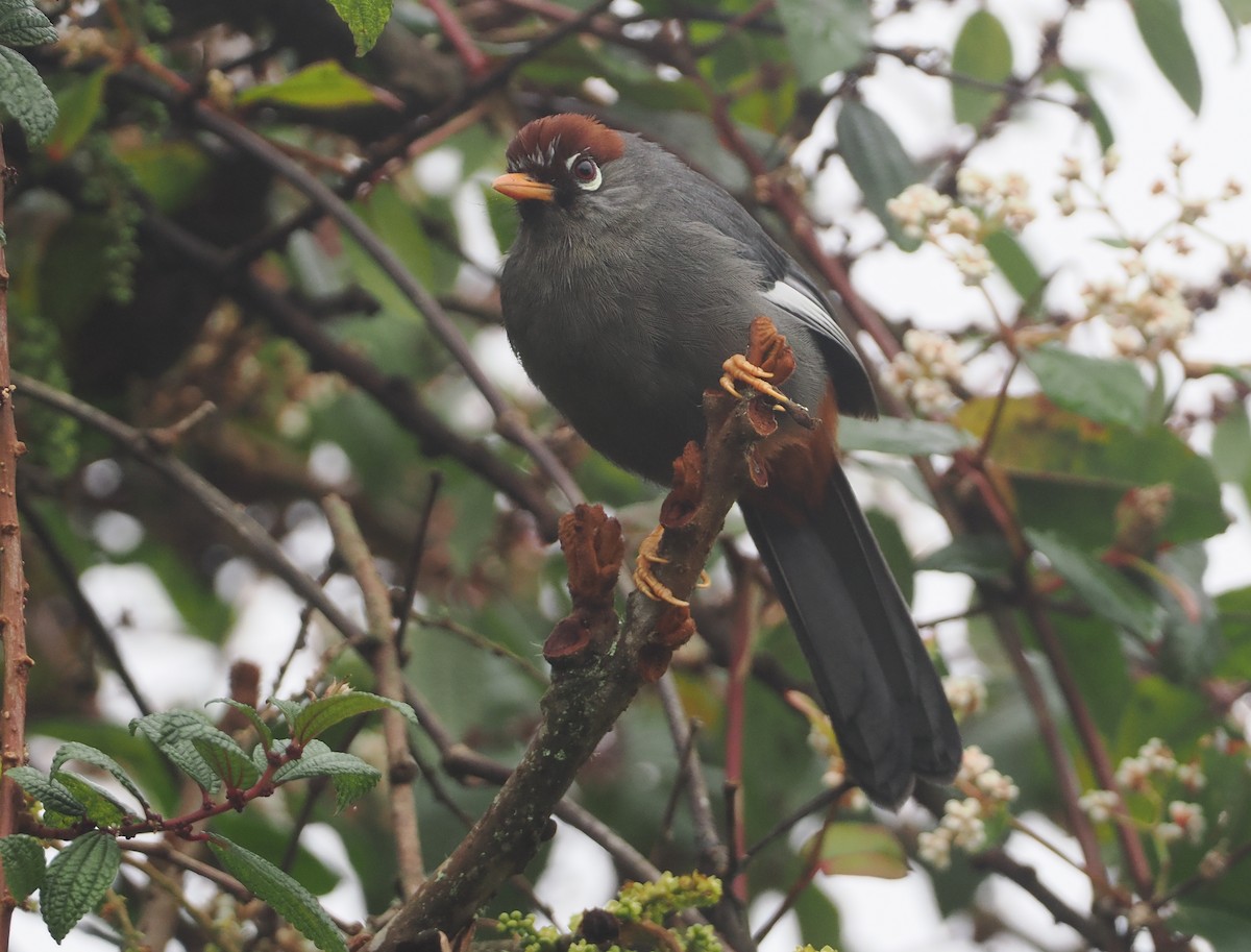 Chestnut-capped Laughingthrush - ML624333098