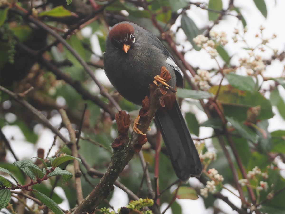 Chestnut-capped Laughingthrush - ML624333105