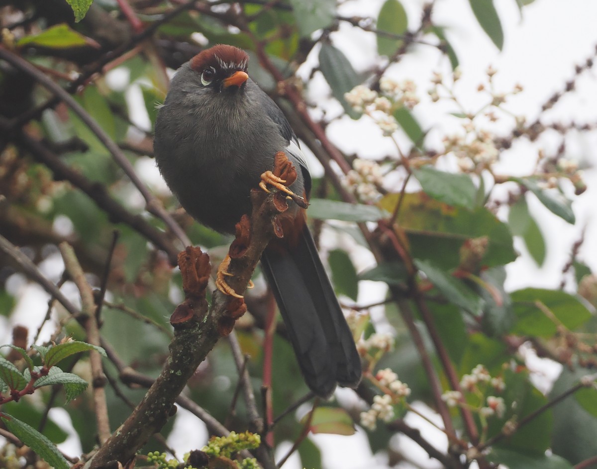 Chestnut-capped Laughingthrush - Stephan Lorenz