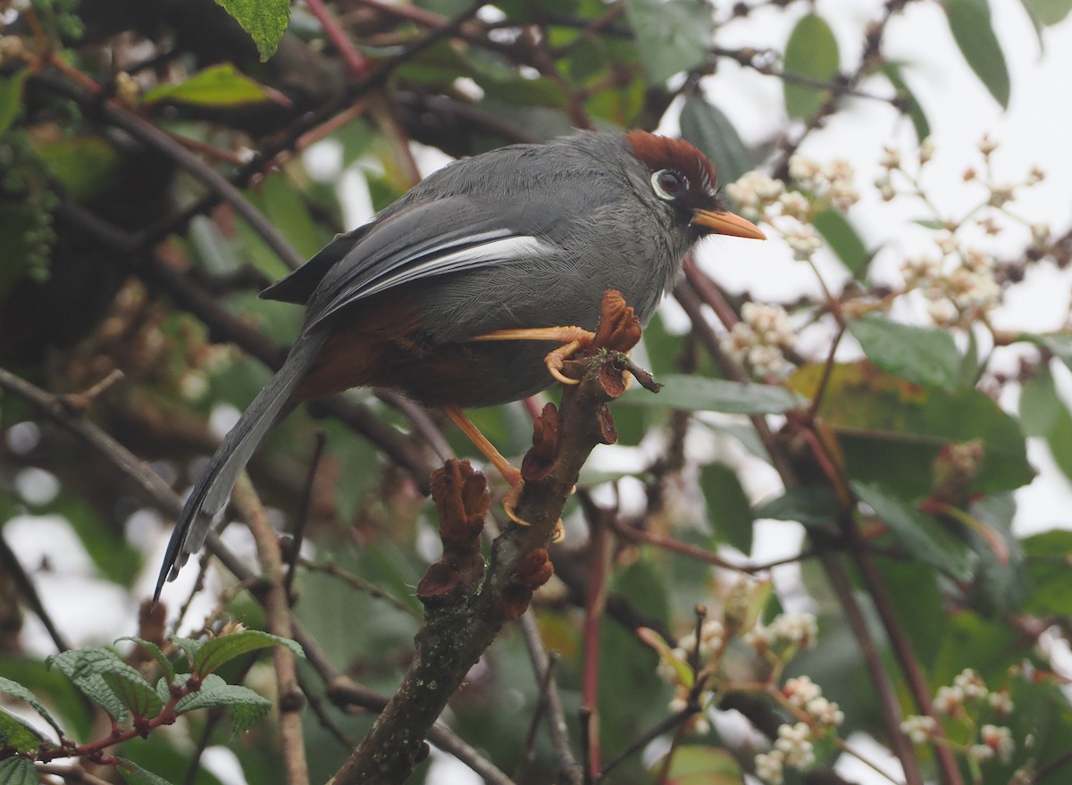 Chestnut-capped Laughingthrush - ML624333120