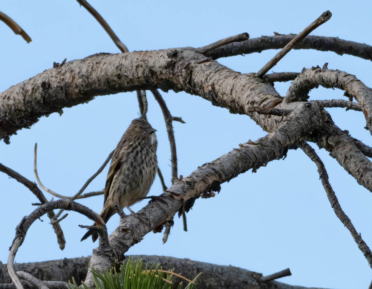 Pine Siskin - ML624333206