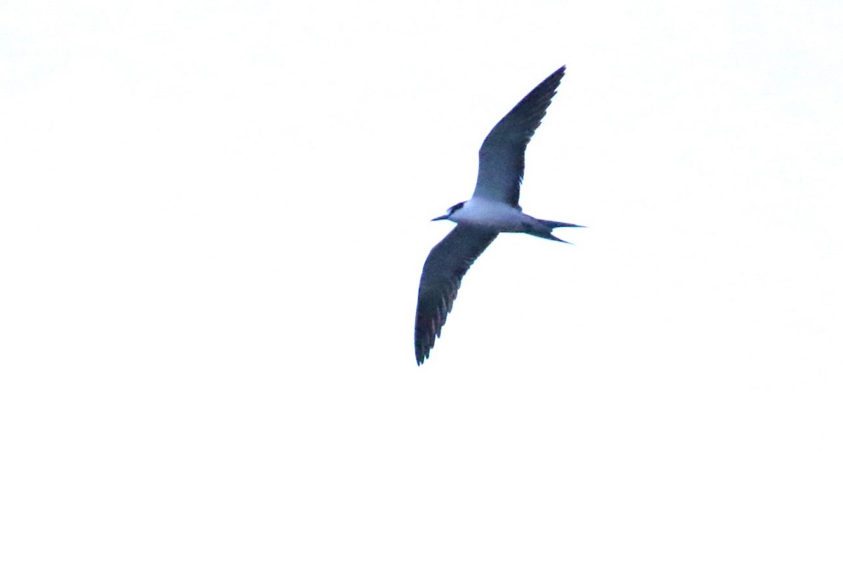 Sooty Tern - ML624333220