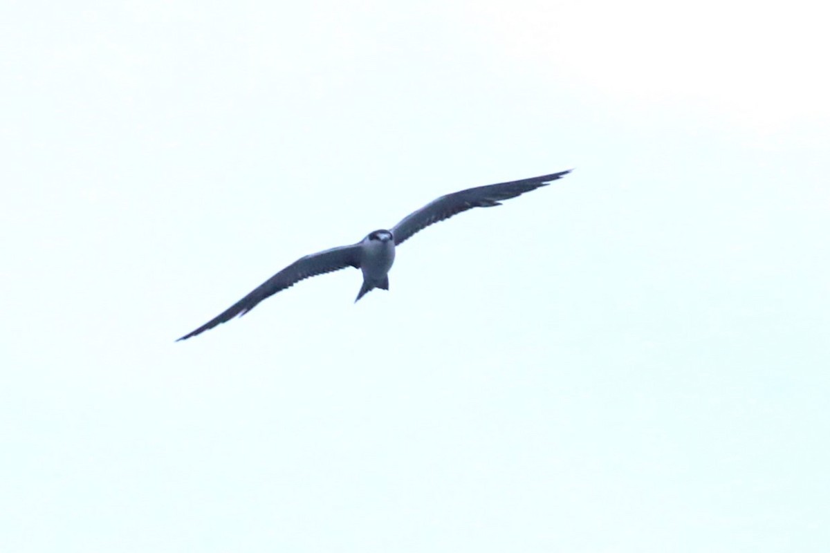 Sooty Tern - ML624333227