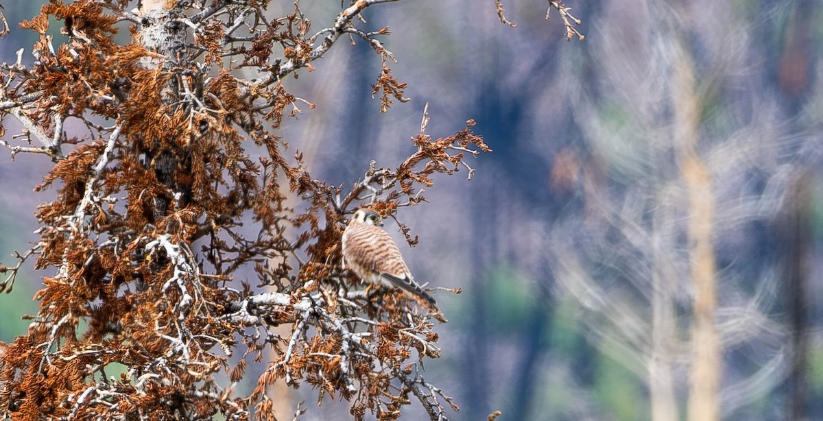 American Kestrel - ML624333232
