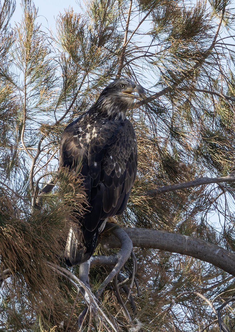Bald Eagle - ML624333239