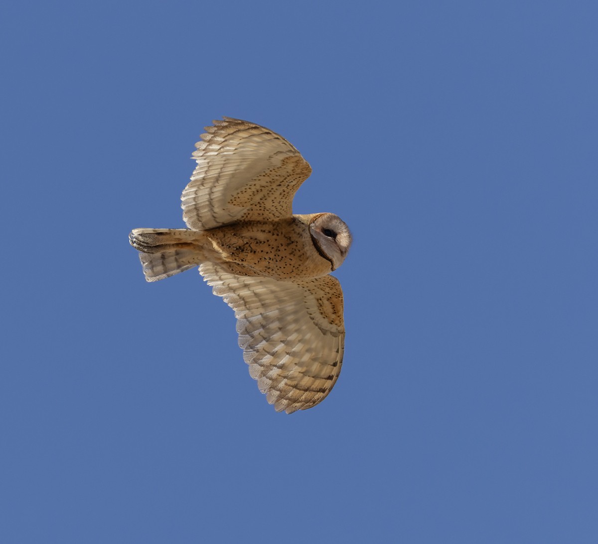 American Barn Owl - ML624333248