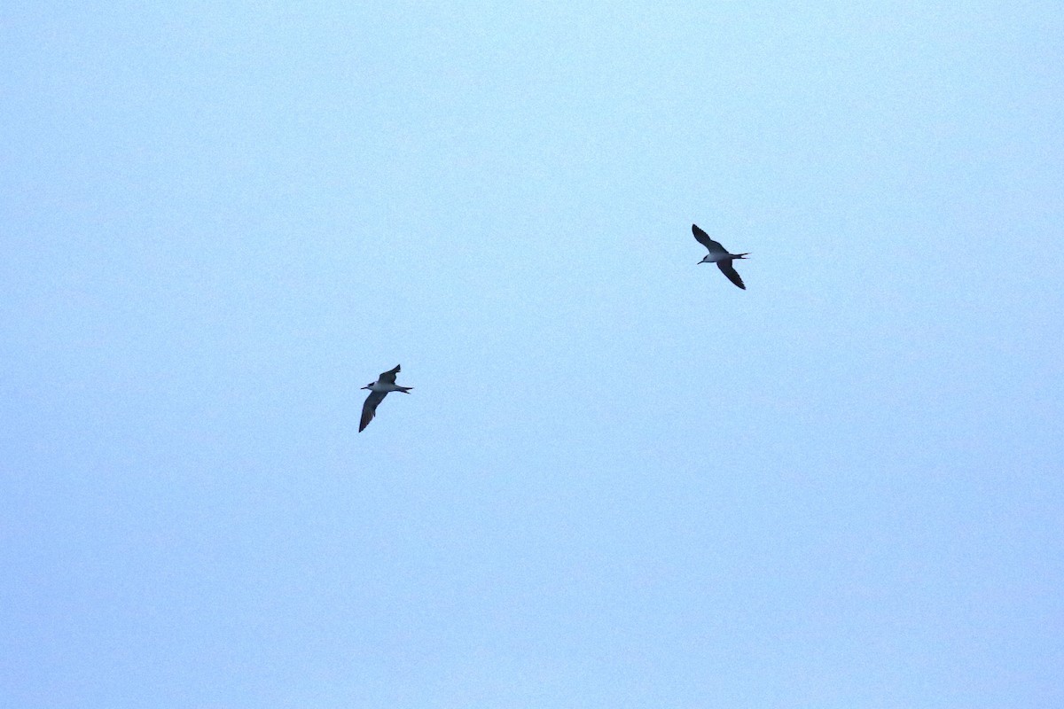 Sooty Tern - ML624333250