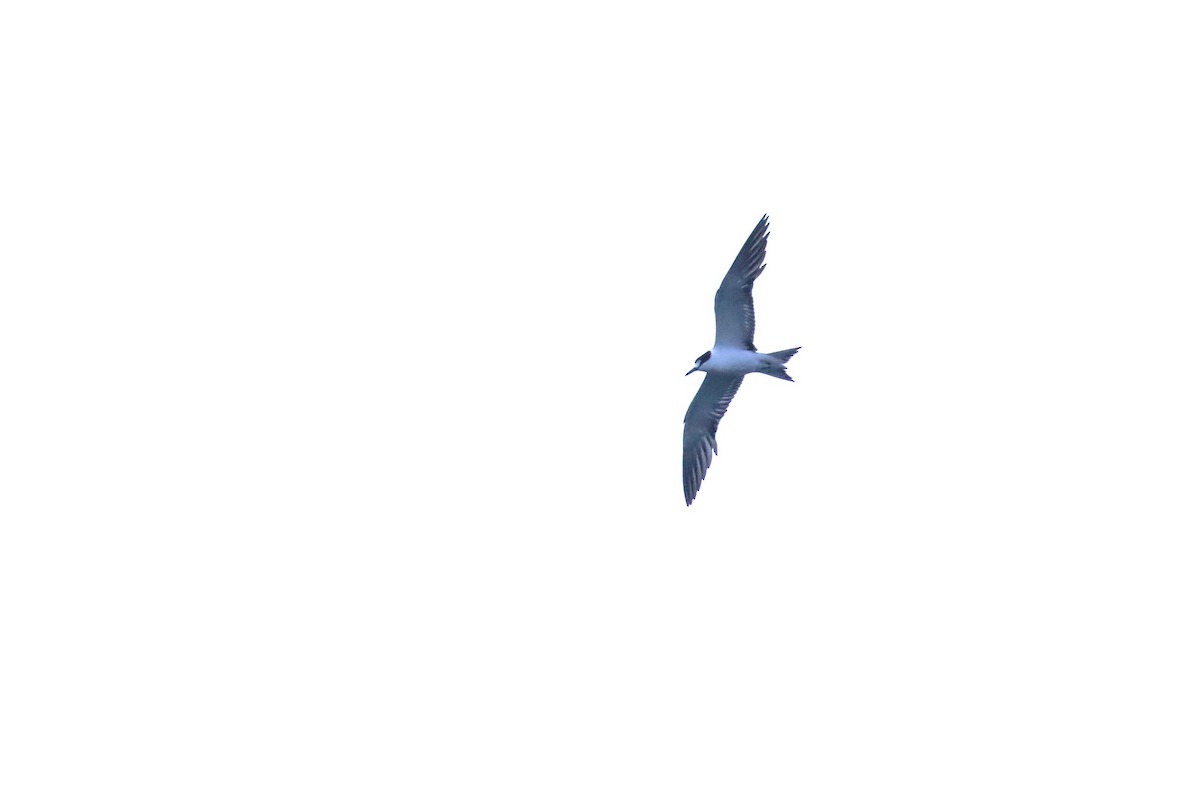 Sooty Tern - ML624333253