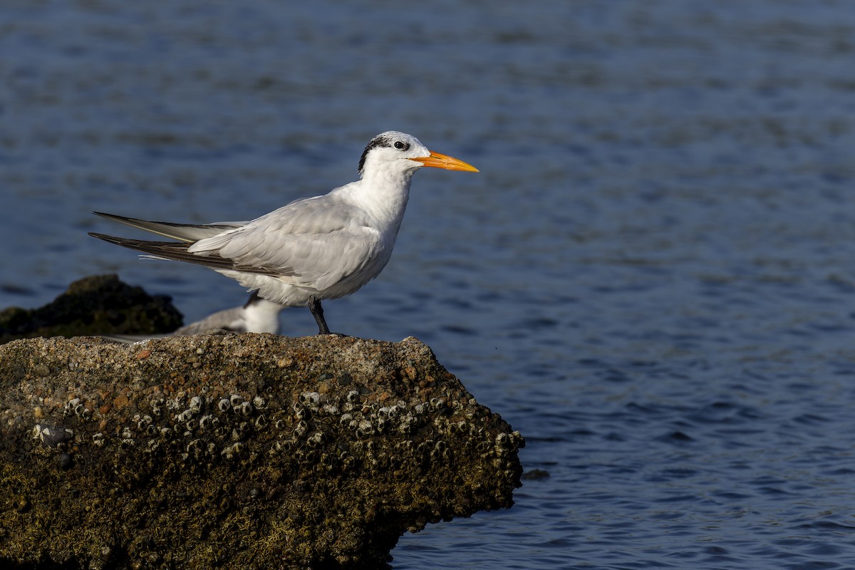 Royal Tern - ML624333255