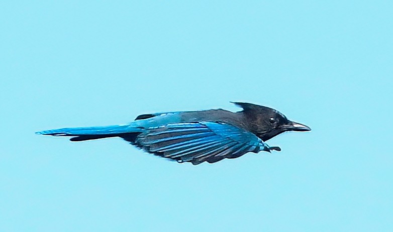 Steller's Jay - ML624333333