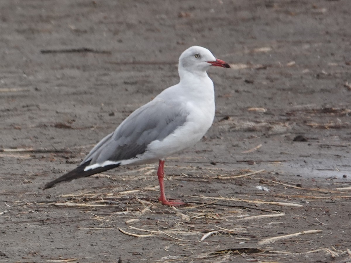 Gabbiano testagrigia - ML624333412