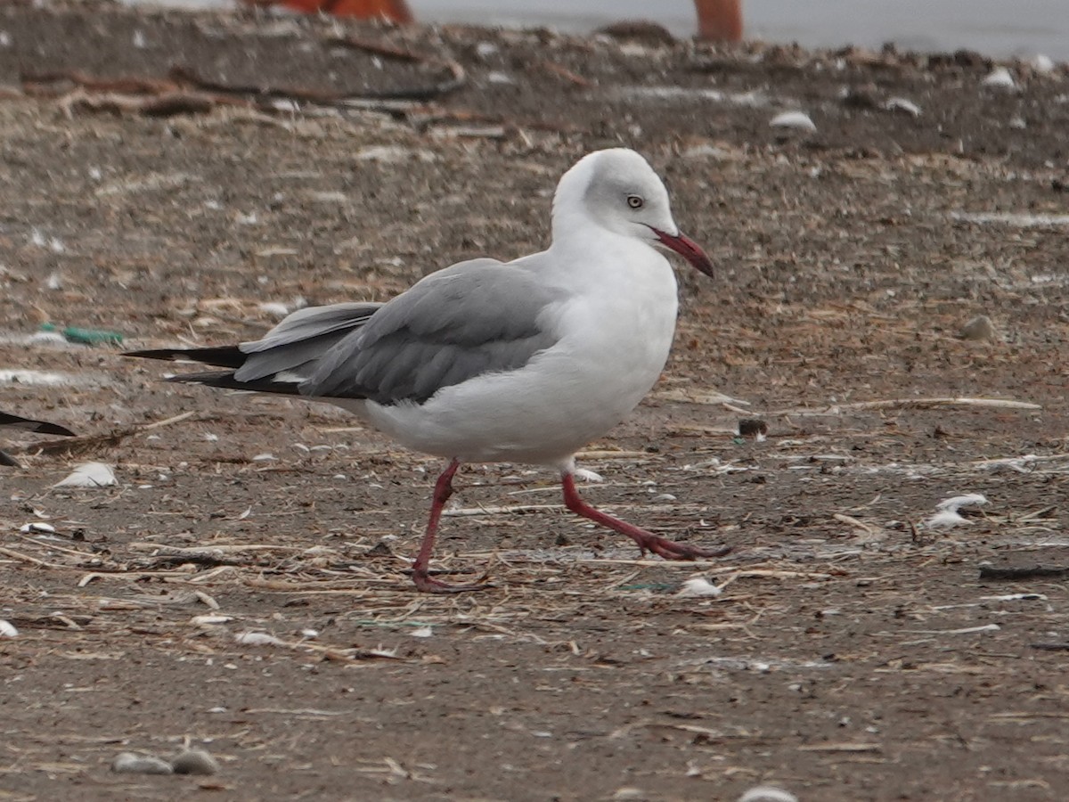 Gabbiano testagrigia - ML624333413