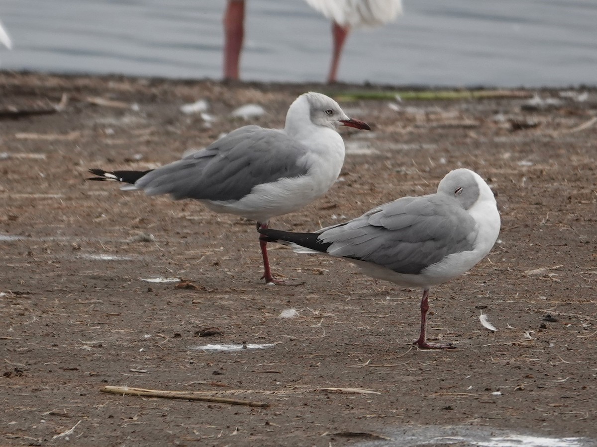 Gray-hooded Gull - Liz Soria