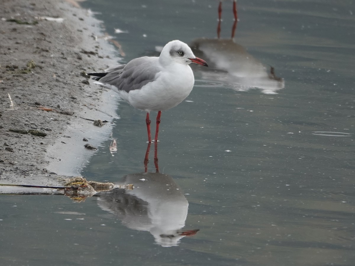 Gabbiano testagrigia - ML624333415