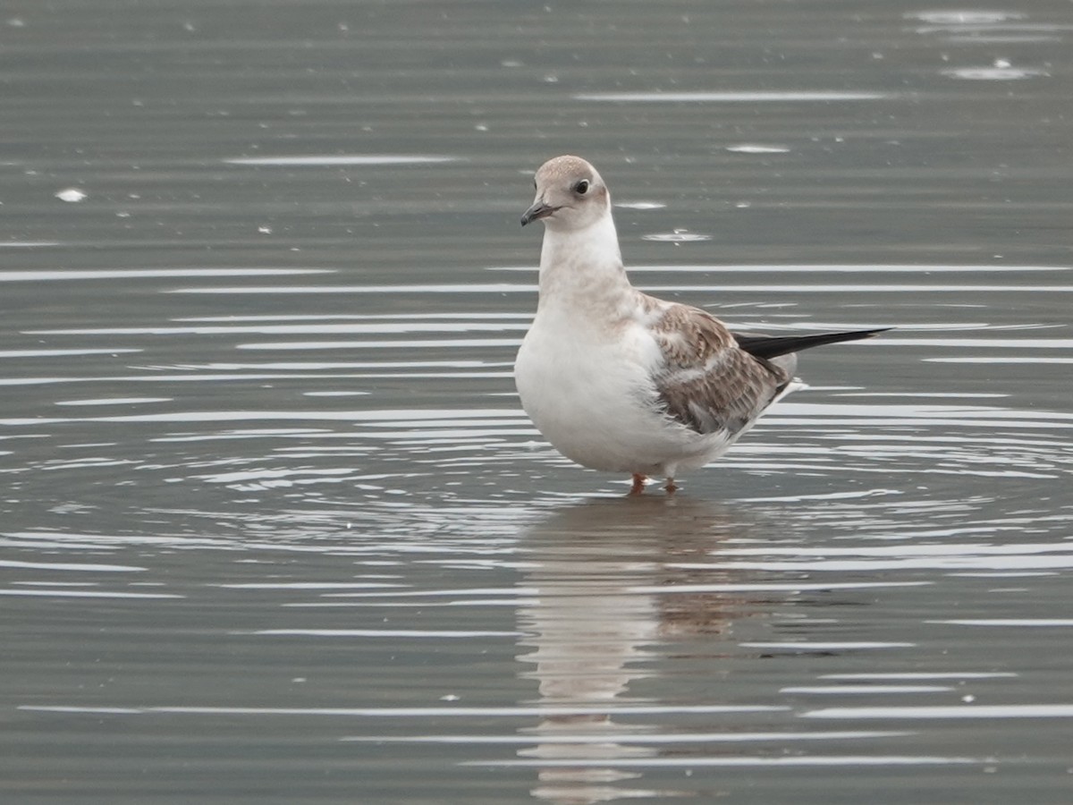 Gabbiano testagrigia - ML624333437