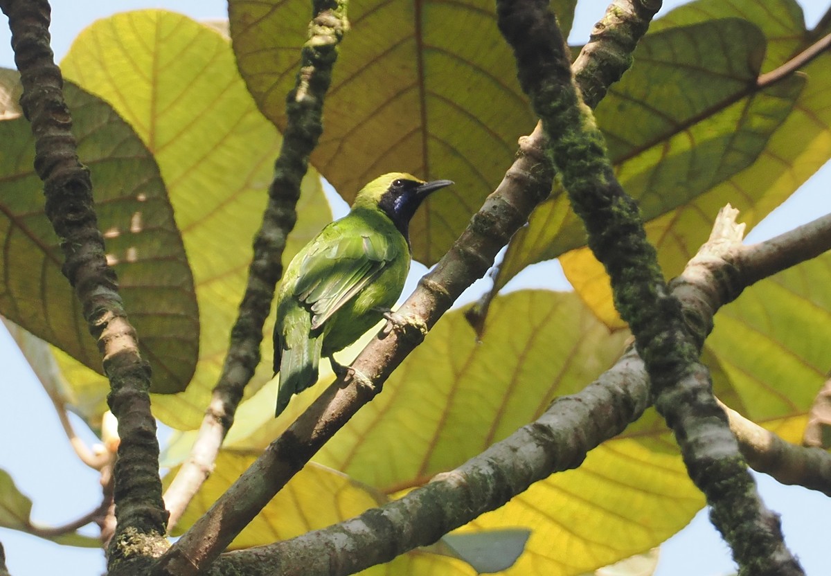 Sumatran Leafbird - ML624333438