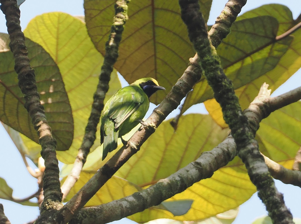 Sumatran Leafbird - ML624333449
