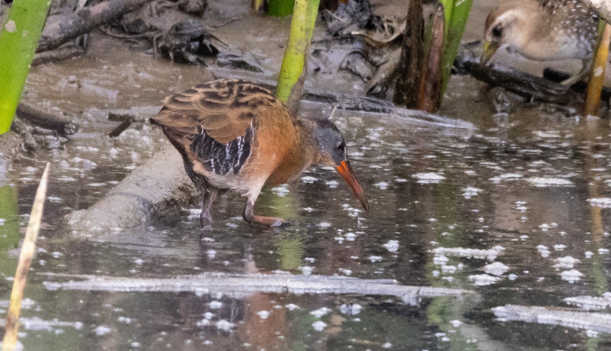 Virginia Rail - ML624333474