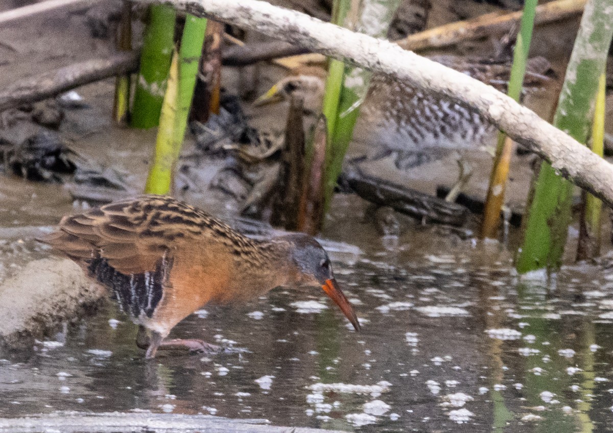 Virginia Rail - ML624333480
