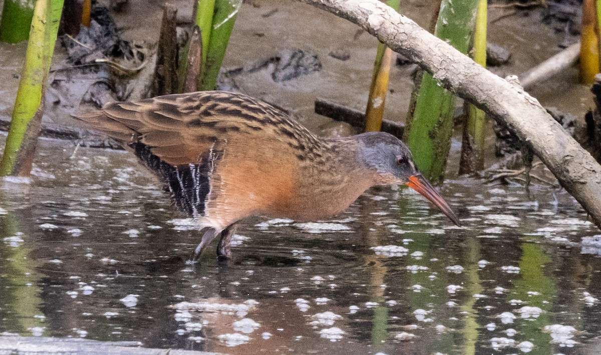 Virginia Rail - ML624333483
