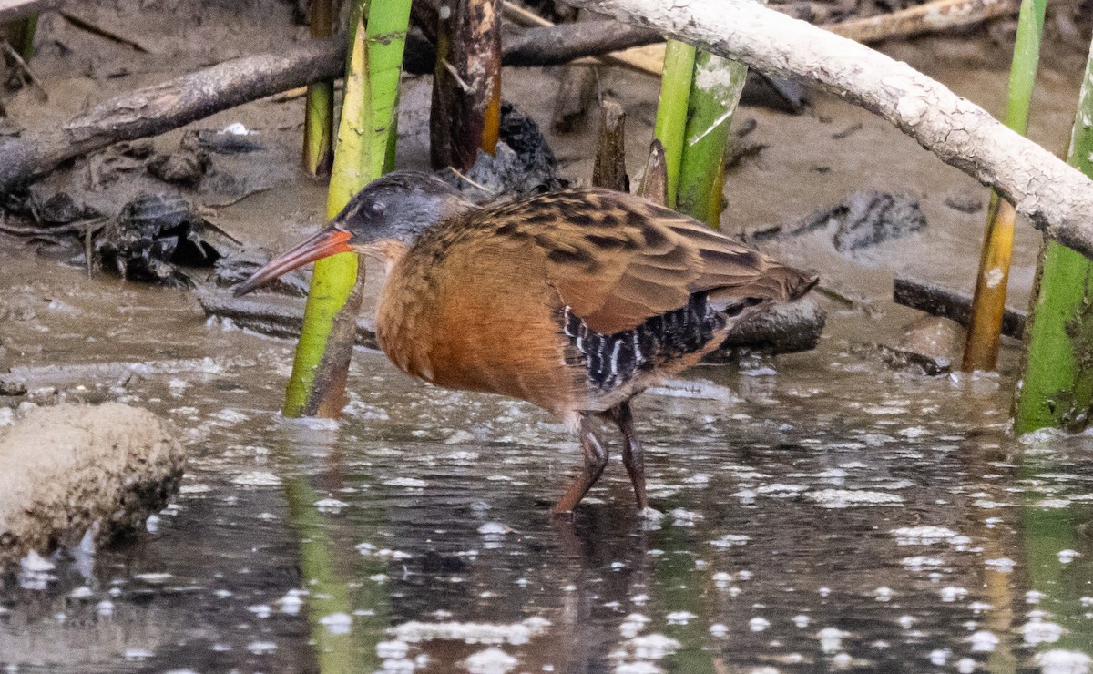 Virginia Rail - ML624333496