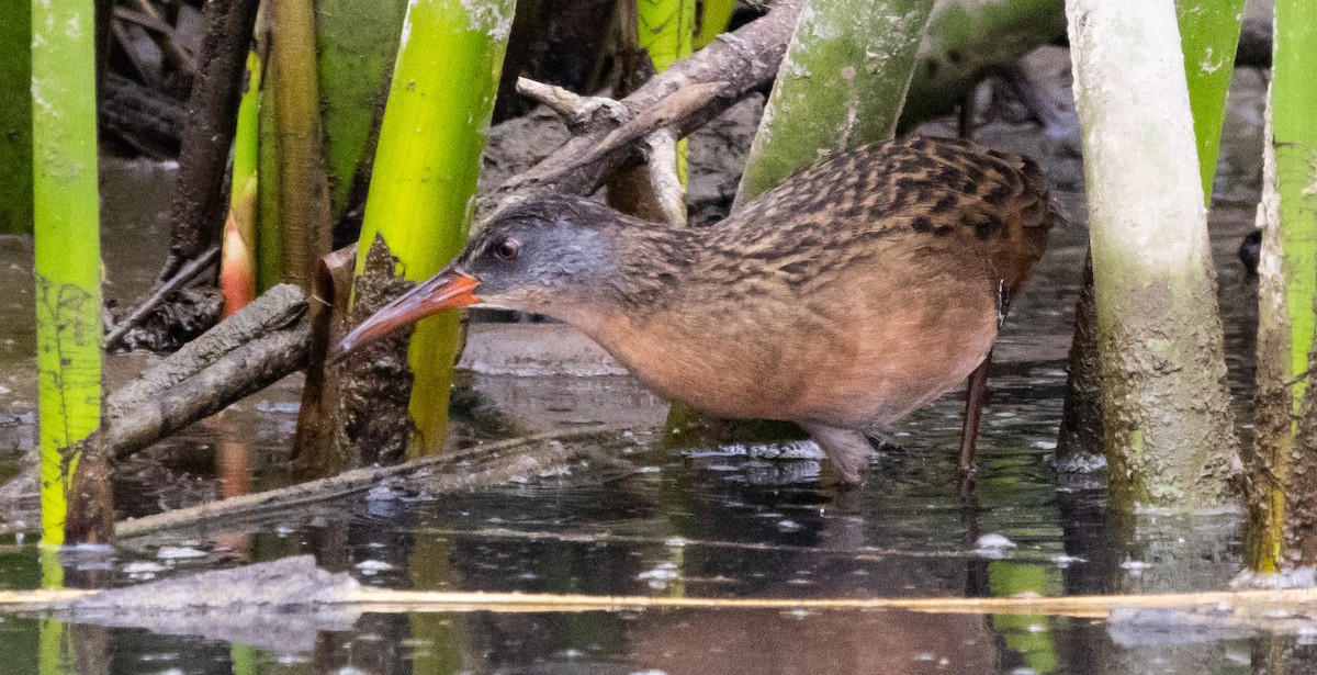 Virginia Rail - ML624333506