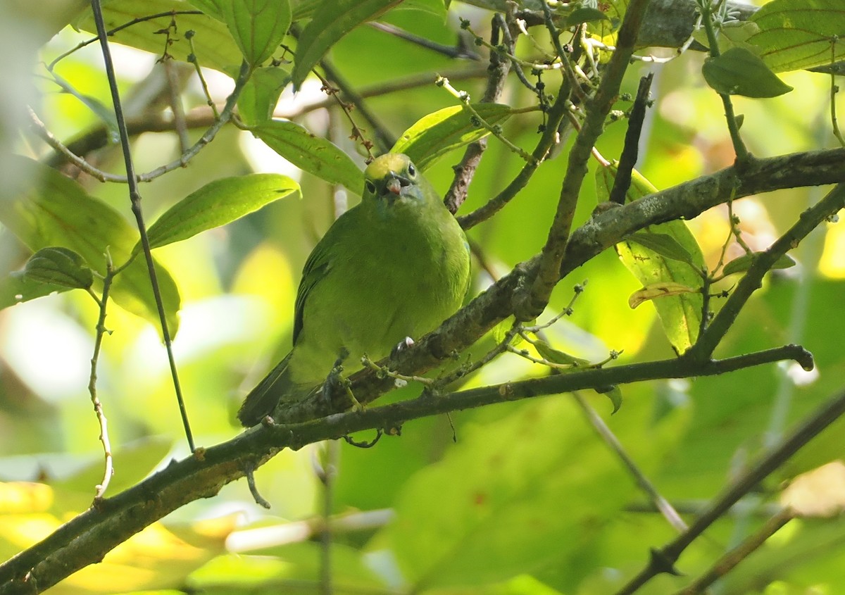 Sumatran Leafbird - ML624333511