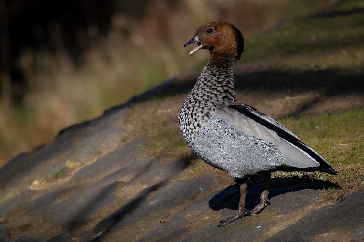 Canard à crinière - ML624333515