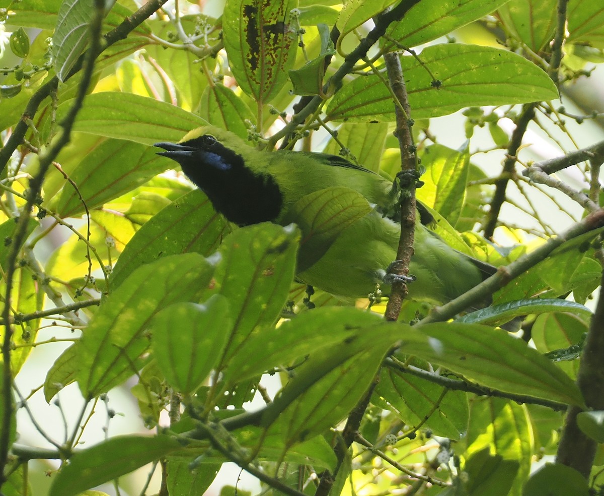 Sumatran Leafbird - ML624333532
