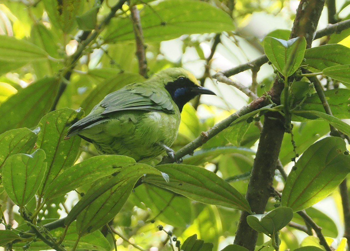 Sumatran Leafbird - ML624333594