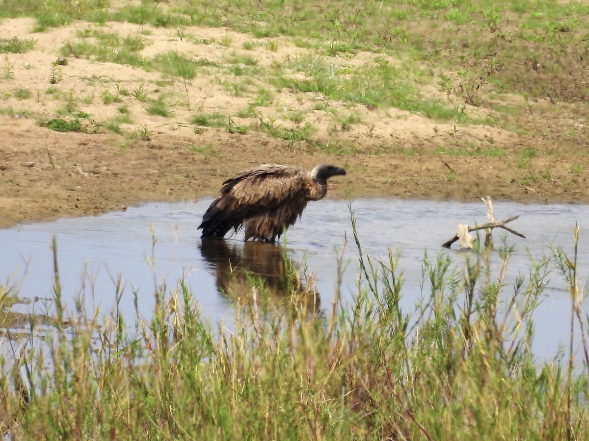sup africký - ML624333637