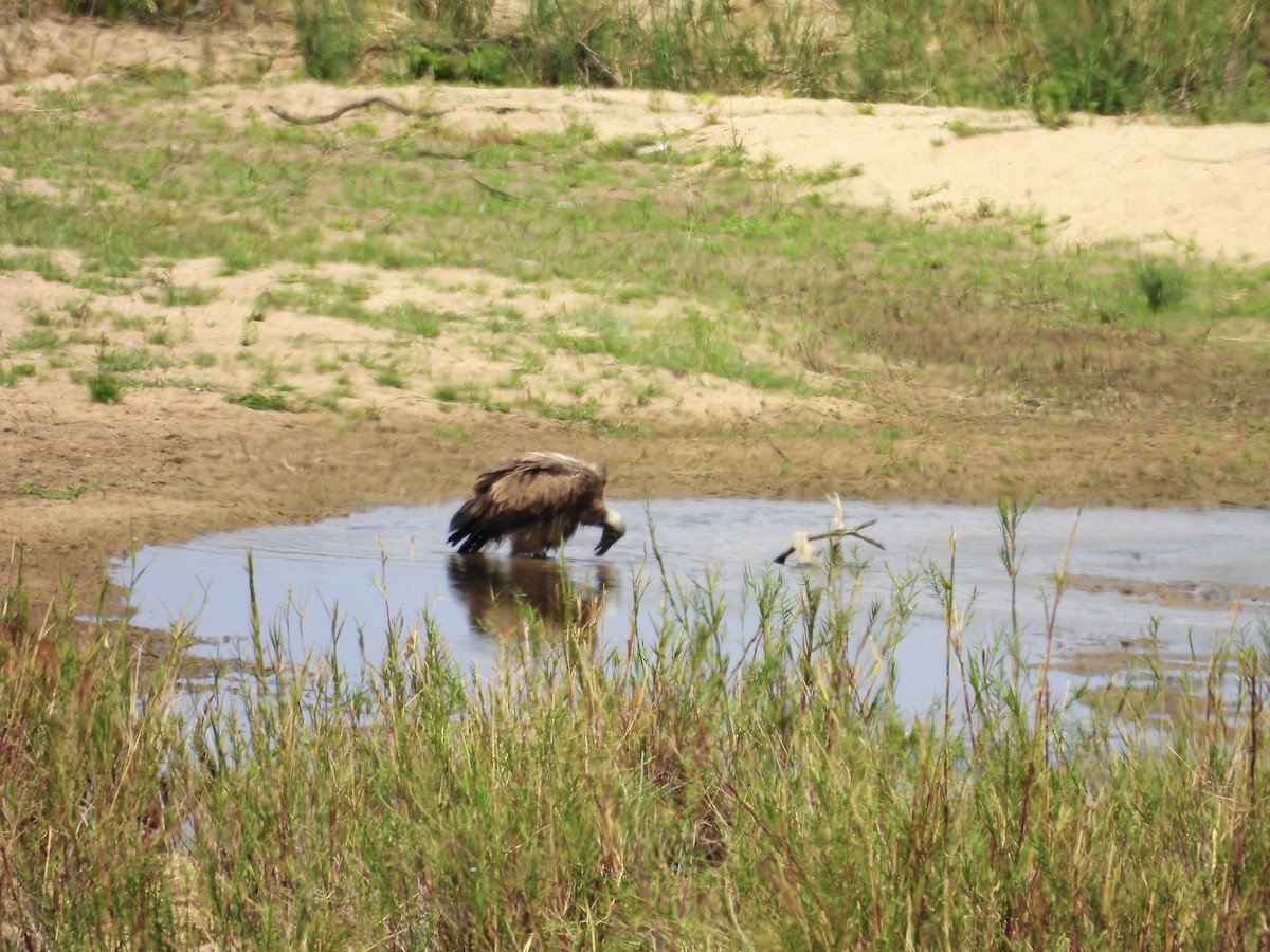 sup africký - ML624333638