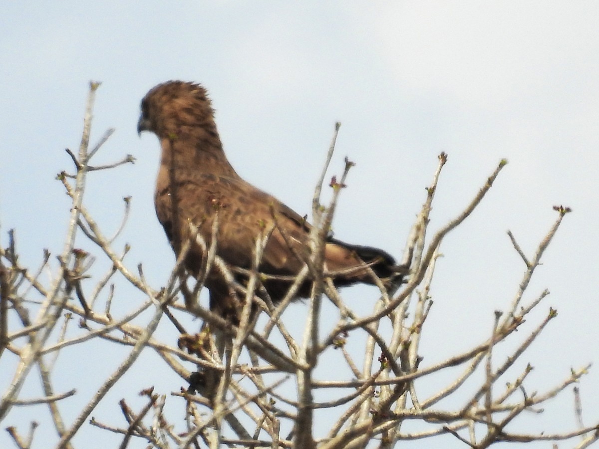 orlík hnědý - ML624333640