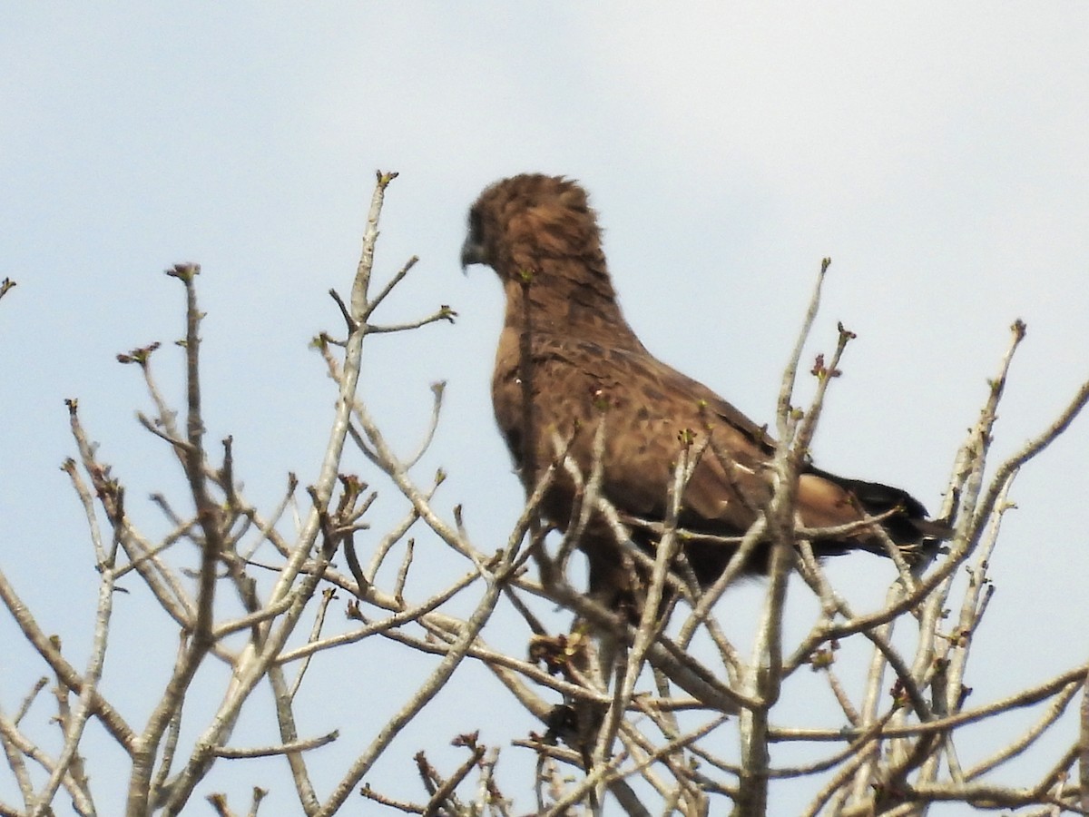 orlík hnědý - ML624333641