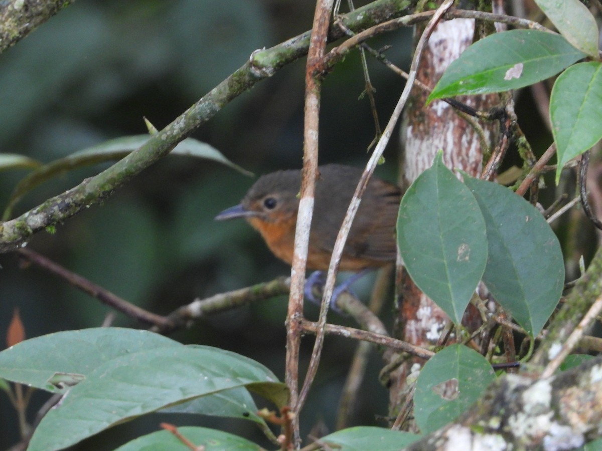 Slaty Antwren - ML624333642