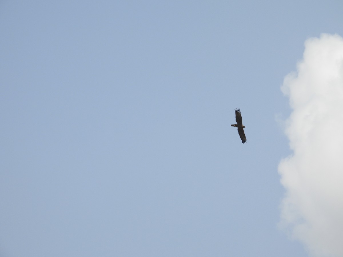 orel Wahlbergův - ML624333644