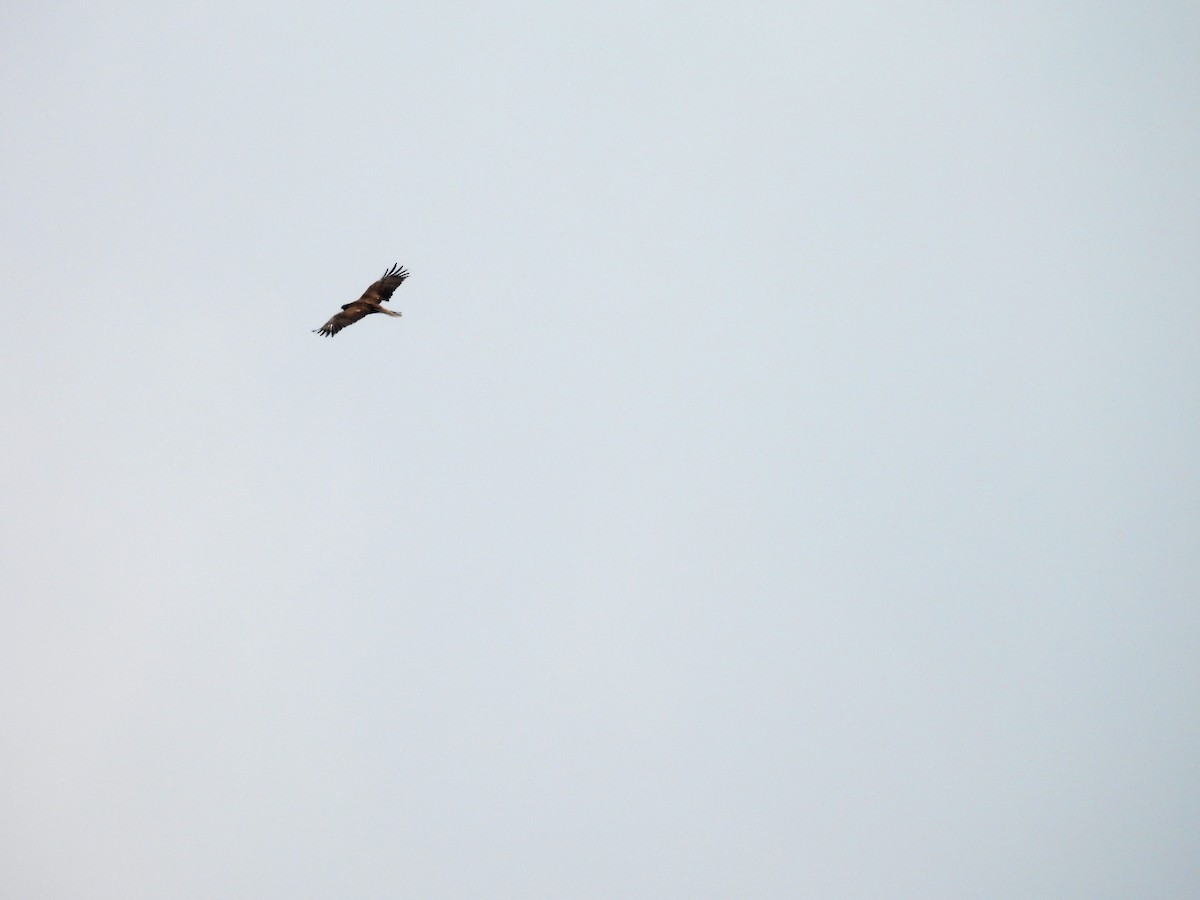 orel Wahlbergův - ML624333645