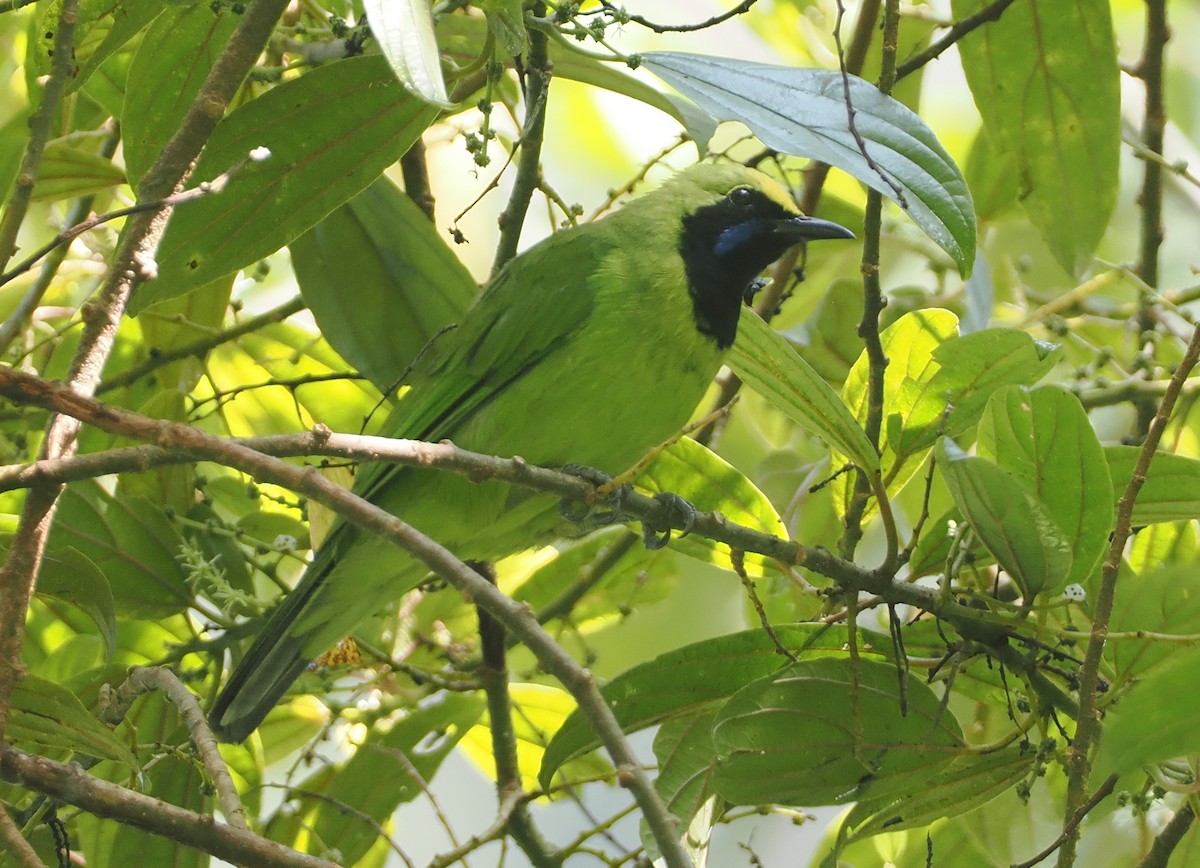 Sumatran Leafbird - ML624333650
