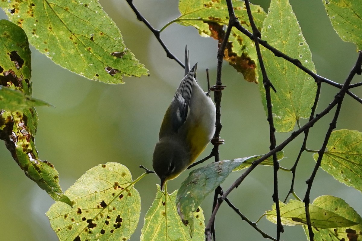 Northern Parula - ML624333654