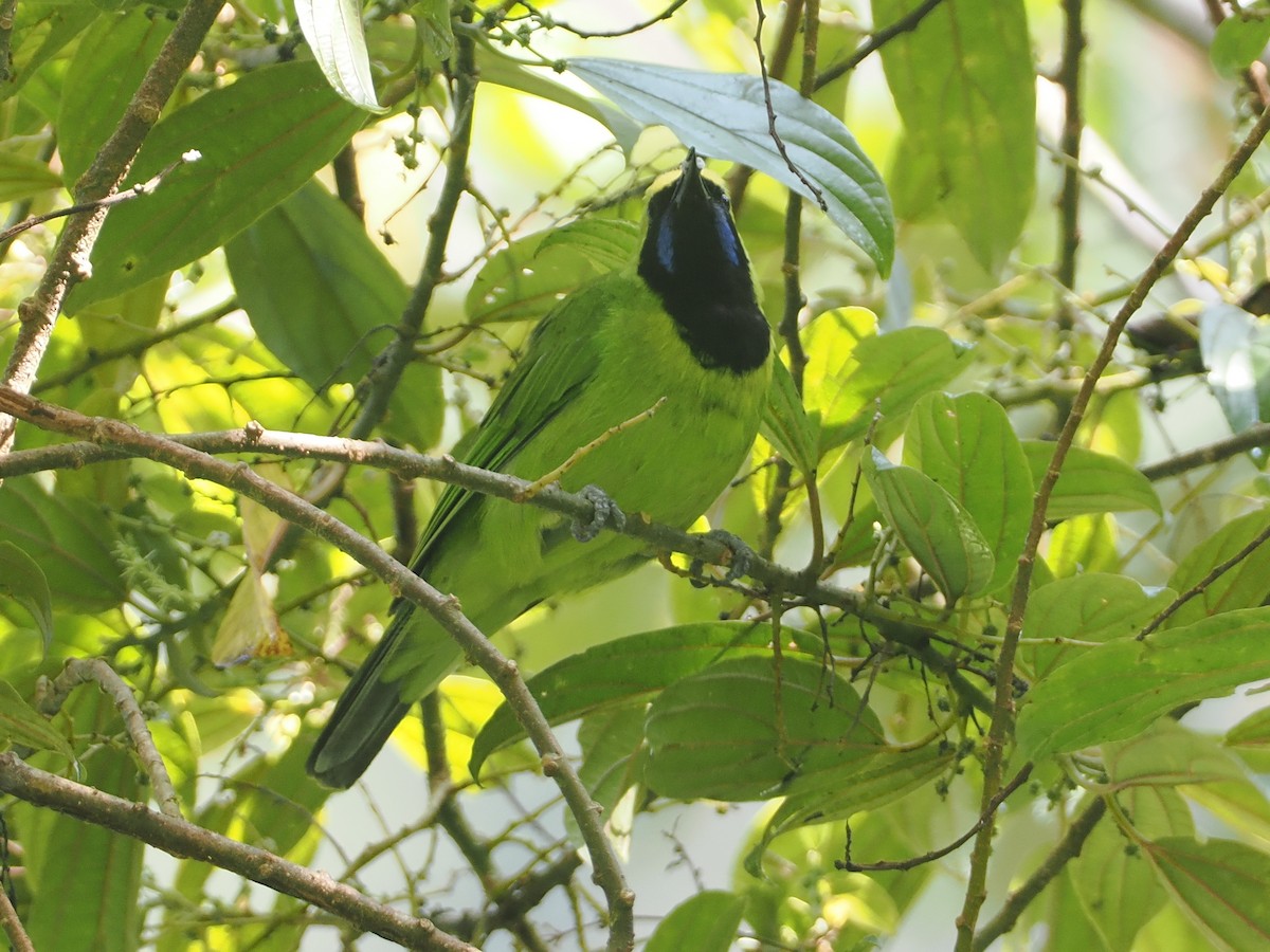 Sumatran Leafbird - ML624333663