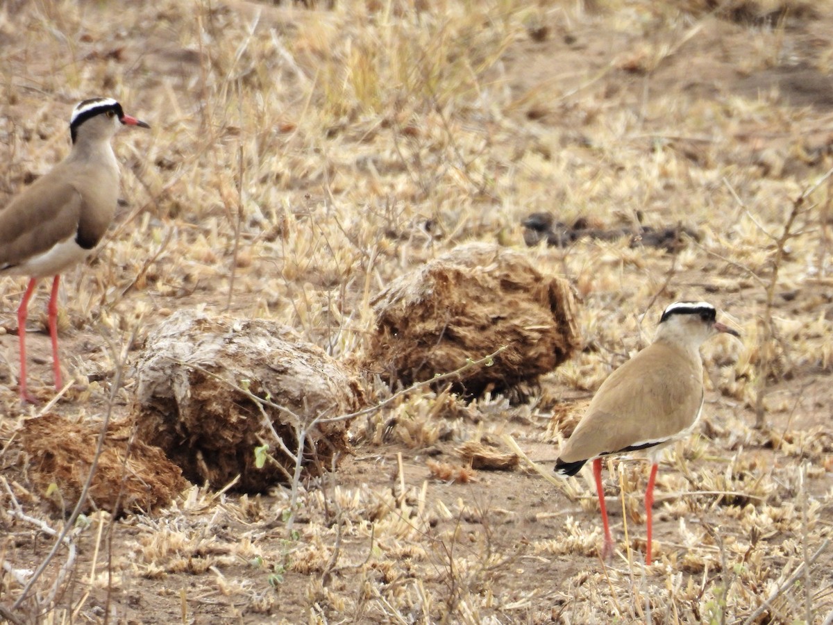 čejka korunkatá - ML624333680