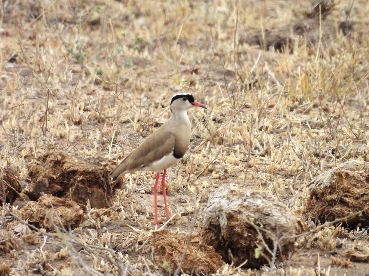 čejka korunkatá - ML624333681